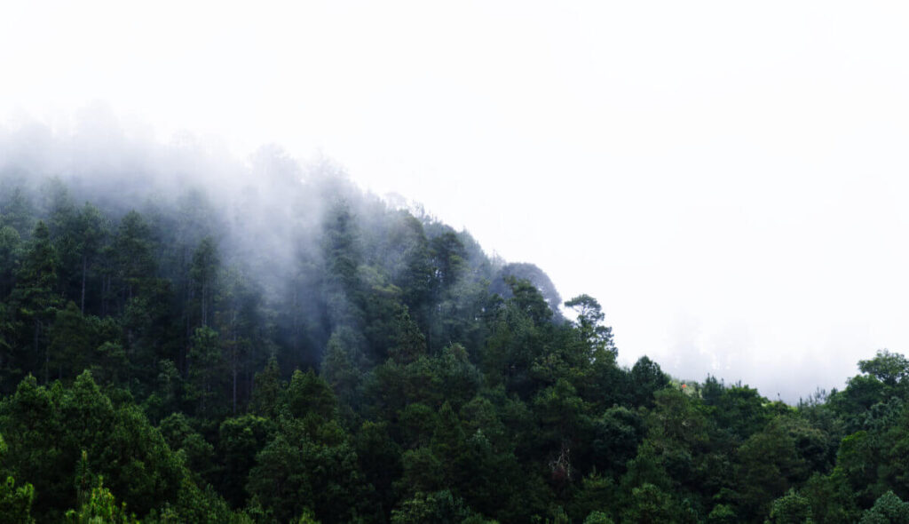 White misty clouds creep into the verdant tree line along the mountainside in San Jose del Pacifico.