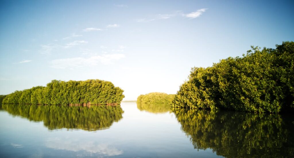 Reflected in the still waters of the Lagunas de Chacahua, lush mangroves form. They are so dense they appear as separate land masses.