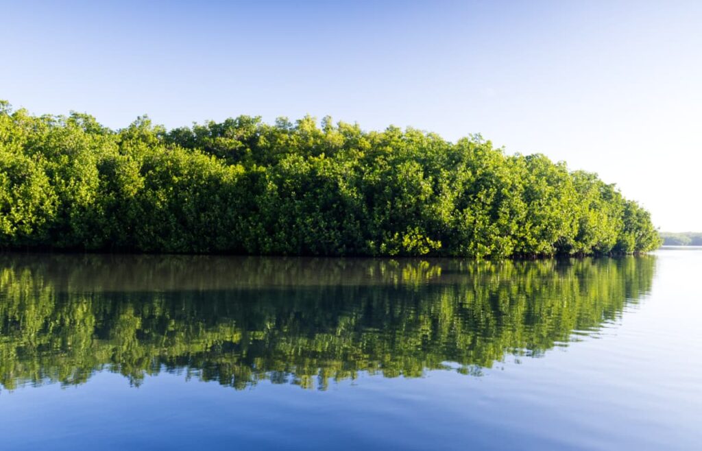 A mangrove tree is reflected in a lagoon near Puerto Escondido. The leaves nearly touching the water create a mirrored effect.
