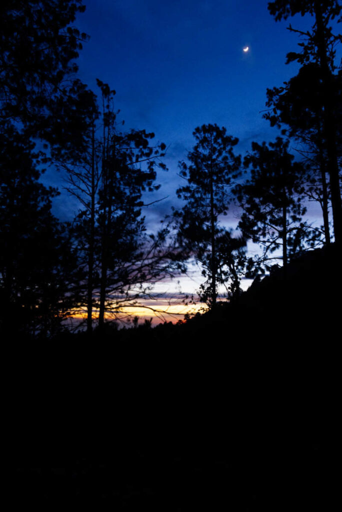 Tall pine trees are silhouetted against the sunset with a sliver of the moon in the top right corner.
