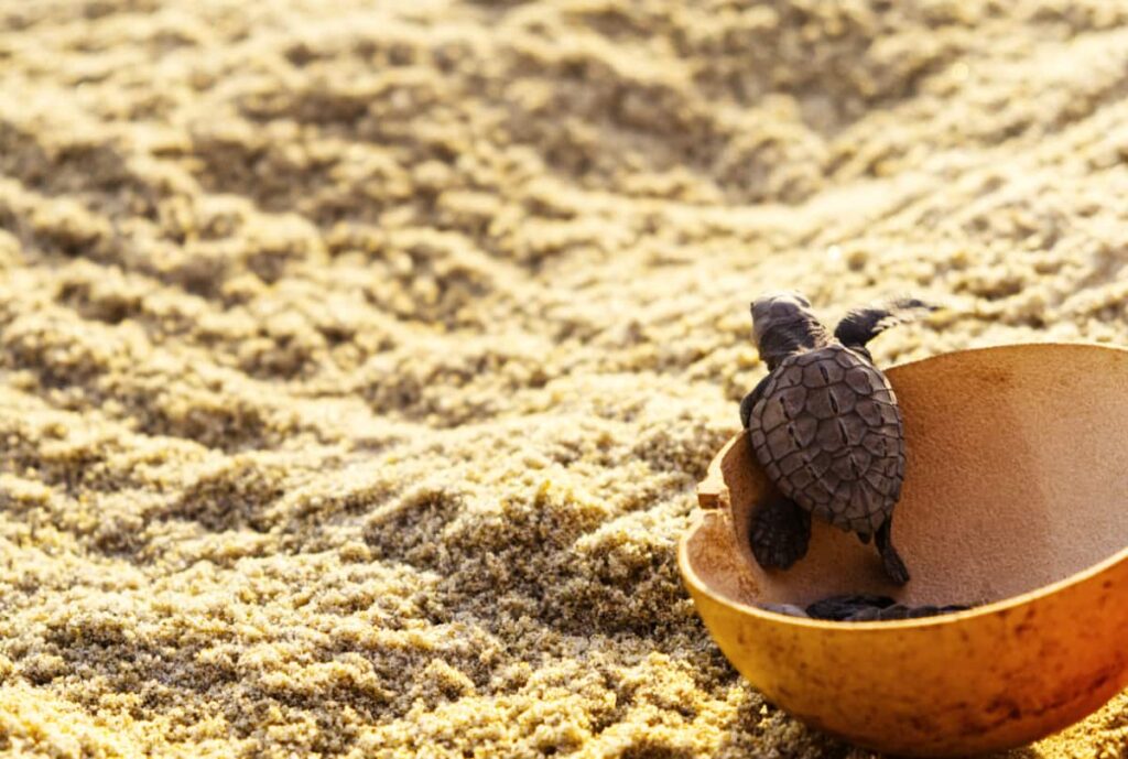 A baby sea turtle climbs out of a jicara, a dried gourd bowl that is placed in the sand. The turtle release is a must do in Puerto Escondido, Mexico.