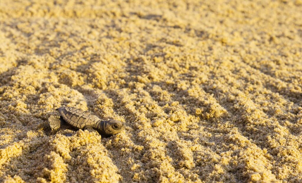 A closeup photo of a baby turtle in the sand during the release in Puerto Escondido, Mexico.