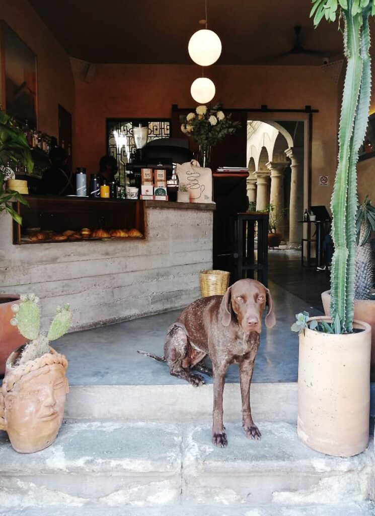 A large brown dog sits at the entrance to Muss Cafe, one of the best cafes in Oaxaca. He is staring straight at the camera with his butt in the cafe and his front legs on the step below.