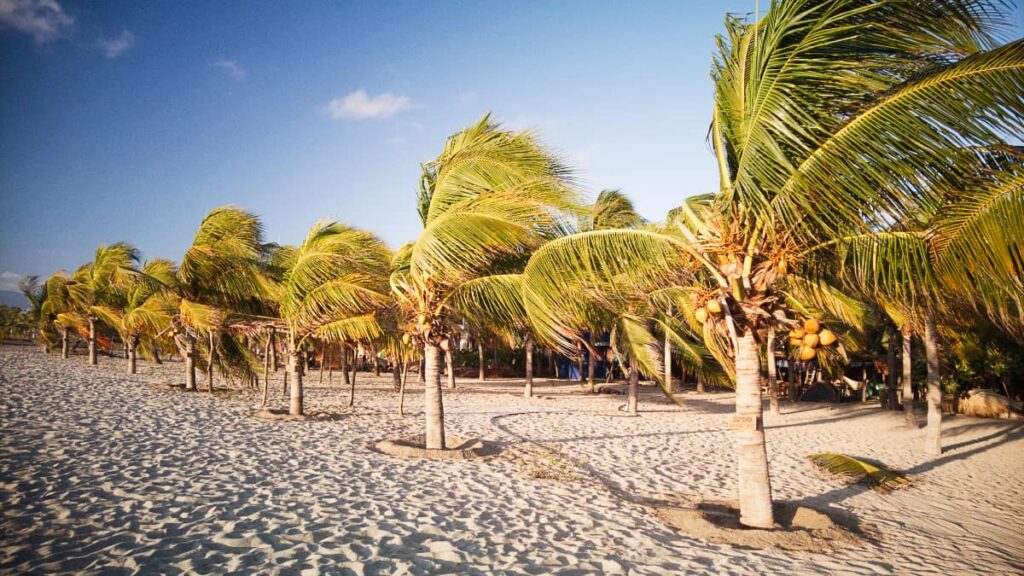 Short palm trees with coconuts line the sand at La Punta, one of the best places to stay in Puerto Escondido.