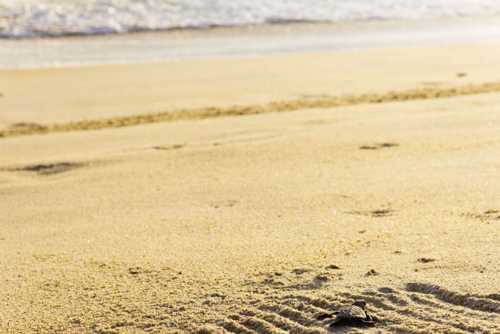 A baby sea turtle makes their way over the sand and to the ocean after releasing turtles in Puerto Escondido, Mexico.