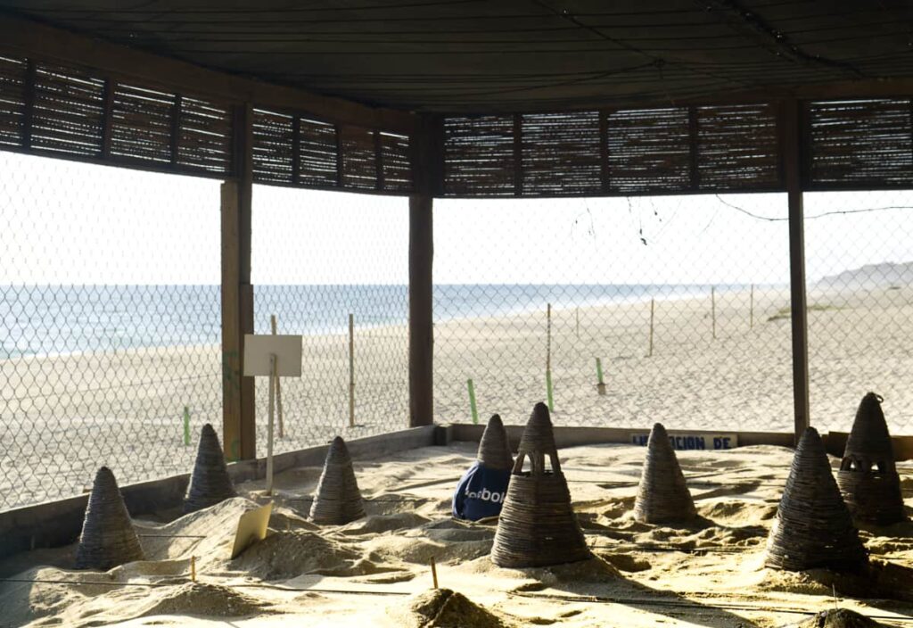 An enclosed area on Playa Bacocho houses some of the baby sea turtles at Vivemar in Puerto Escondido. Cone shapes of natural material sit on top off some of the turtle nests. The area is surrounded by a fence to protect the sea turtles.