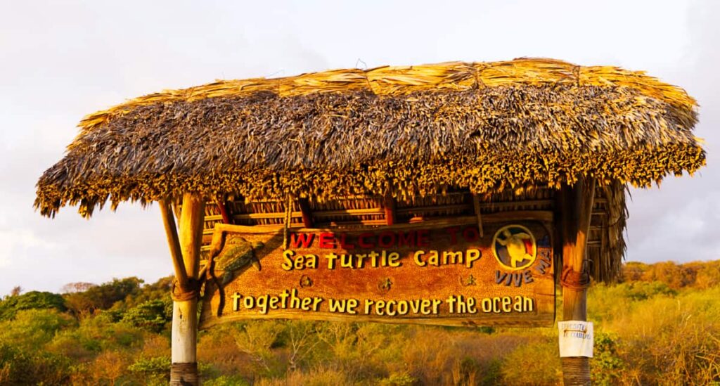 A wooden sign is illuminated with the warm glow of the setting sun. It reads Welcome to Sea Turtle Camp. Together we recover the ocean.