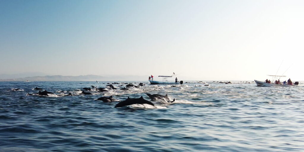 Several boats are in the water during a whale and dolphin tour in Puerto Escondido. In front of them is a large pod of dolphins swimming forward and jumping out of the water.