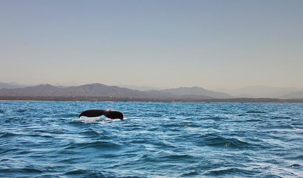 A whale tail breaches the surface of the water while we are whale watching from the boat. In the background are the mountains behind Puerto Esocndido.