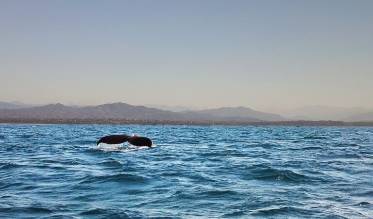 Whale Watching in Puerto Escondido  | How to Book a Whale and Dolphin Tour