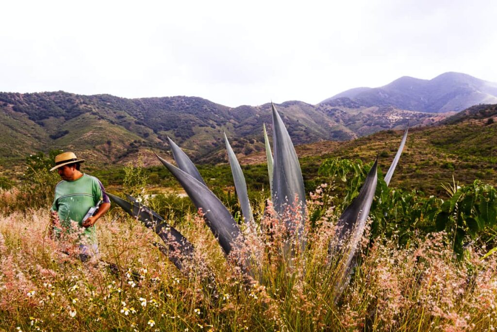 At a Mezcal Palenque, one of the top things to do in Oaxaca,, a mezcalero stands next to a large agave wearing a hat and carrying a bottle of mezcal in his arm.