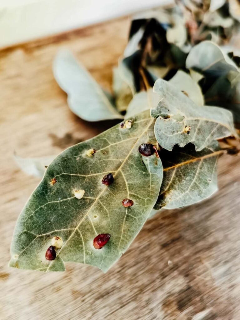 A close up view of dried avocado leaves, one of the ingredients in Oaxacan food. The dark red to brown growths on the leaf are thought to add extra flavor.