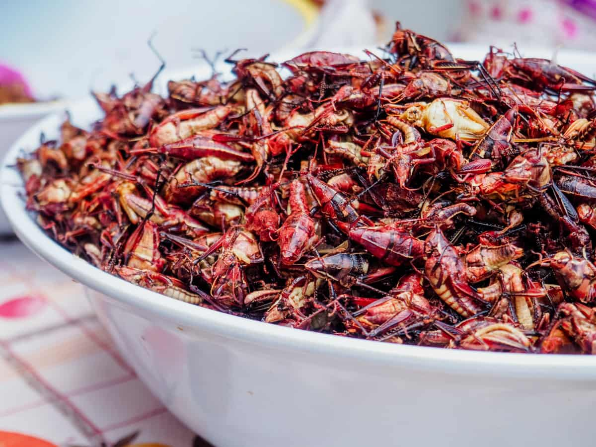 Oaxacan Food: 50 Foods in Oaxaca Mexico You Need to Eat