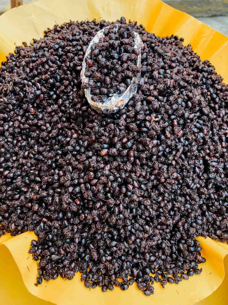 A large piles of chicatanas (ants) sits in a container at the market. A smaller container full of ants sits on top as an example of an amount on might purchase