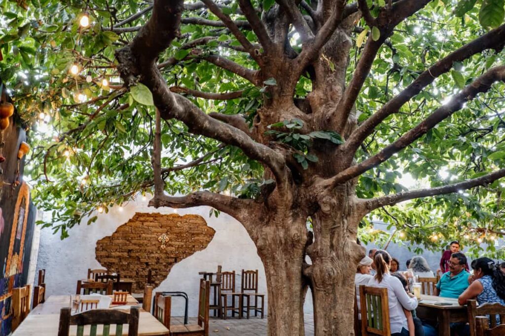 Tables, some empty and some full of families under a large tree on the patio of Casa de la Abuela, a restaurant in Huayapam Oaxaca.