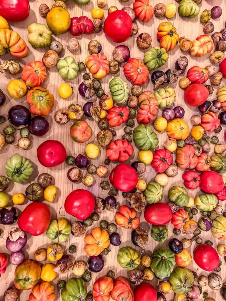 An overhead view of heirloom tomatoes at Levadora de Olla - one of the best restaurants in Oaxaca. The tomatoes are a variety of shapes and colors from purple to green.