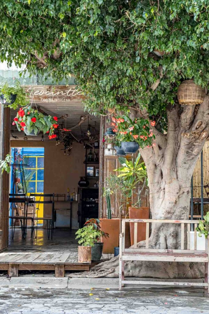 An outside view of Tika'aya - a small restaurant in Oaxaca with a tasting menu - features a large tree with a bench in front.