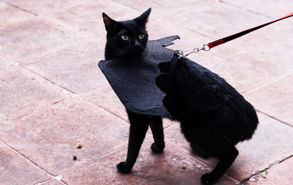 At the Blessing of the Animals in Oaxaca, a black cat with piercing green eyes, a red leash, and wearing black felt wings looks back slightly frightened.