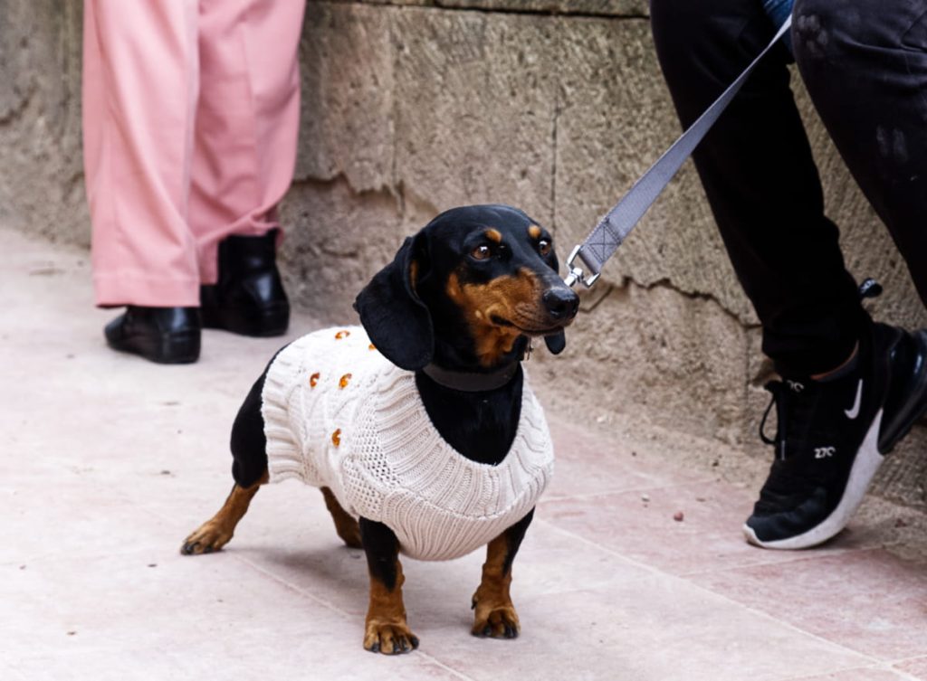 At the Blessing of the Animals in Oaxaca, a small weiner type dog wearing a white sweater with red jewels looks intently in the distance. The leash trails off towards its owners' legs.