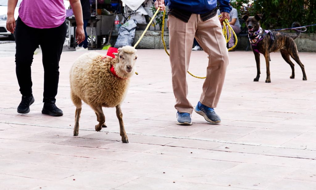 A dog on a leash stands at attention as two people bring a goat to the Blessing of the Animals in Oaxaca. The goat is wearing a red bow around its neck and led by a yellow rope.