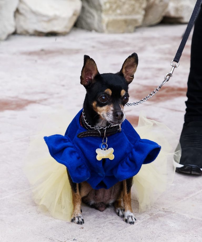 At the blessing of the animals, a chihuahua wearing a yellow tutu and blue blouse looks intently behind the camera. A golden tag in the shape of a dog bone hangs from a black collar attached to a metal link leash.