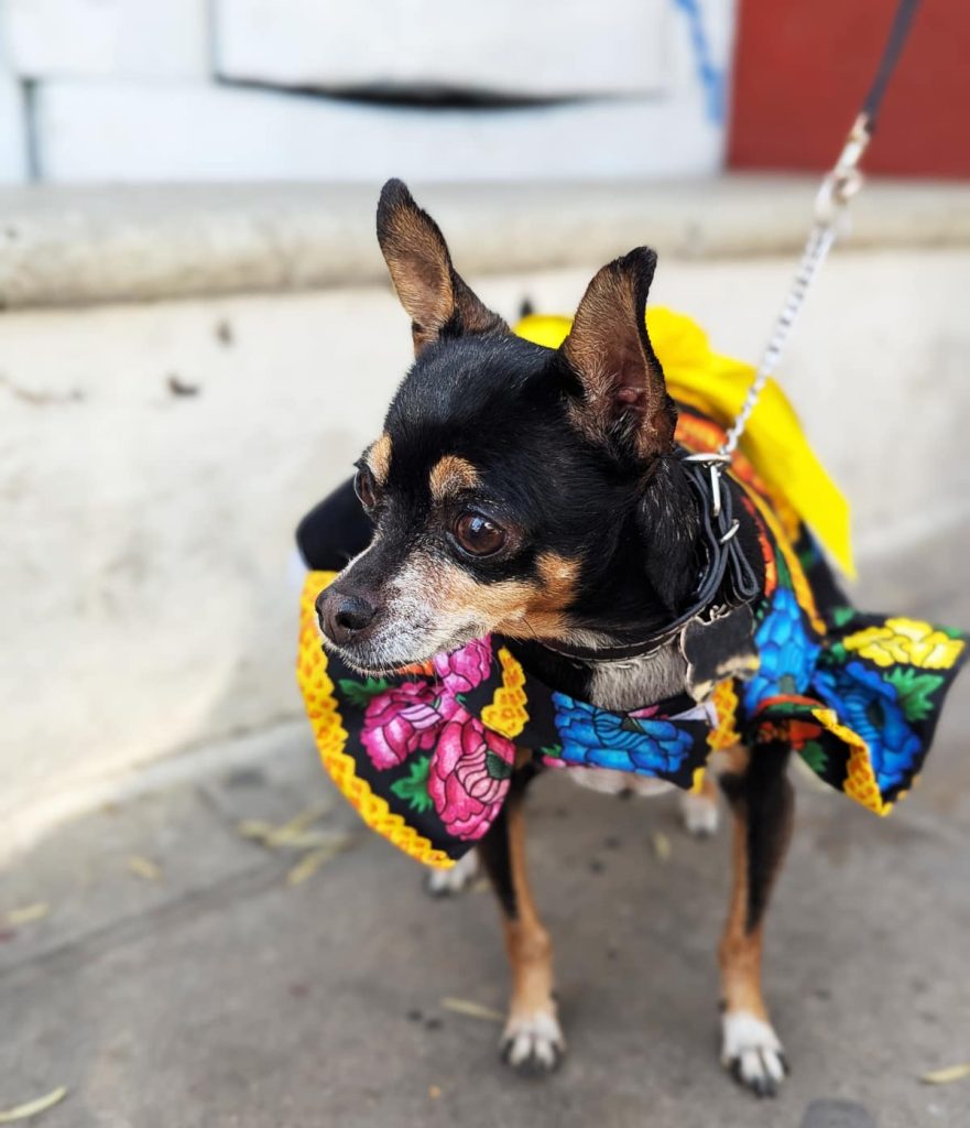 A black Chihuahua dressed in a traditional outfit for Día de la Samaritana. The outfit features design from the Istmo of Oaxaca with bright pink, yellow and blue flowers on a black background.